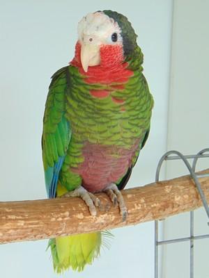 Cuba 1