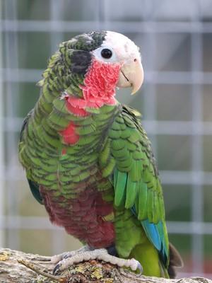 Cuba2 1